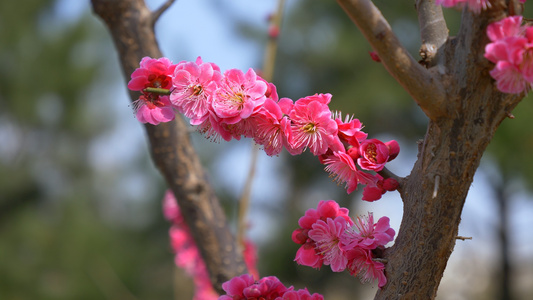 花和蝴蝶蜜蜂的镜头视频