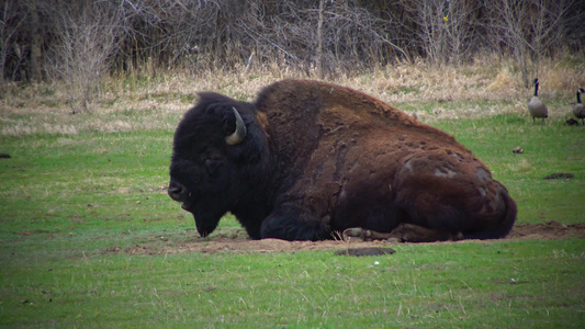 美洲野牛或水牛比森野牛在田里吃绿草视频