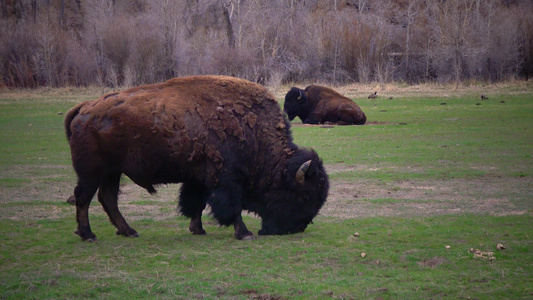美洲野牛或水牛比森野牛在田里吃绿草视频