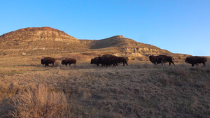 美国野牛或水牛比森野牛北达科他州奥多罗斯维特国家公园24秒视频