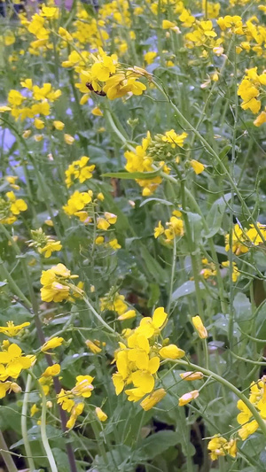 实拍油菜花蜜蜂采蜜小蜜蜂15秒视频