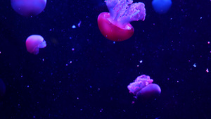 闪亮的充满活力的荧光水母在水下发光深色霓虹灯动态脉动13秒视频