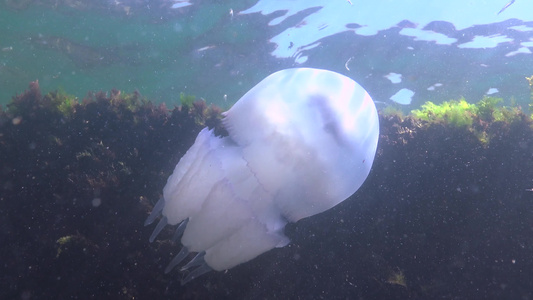 在黑海Rhizostomapulmo通常称为桶状水母视频