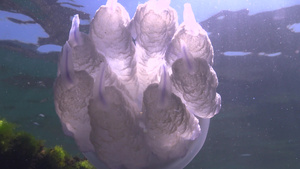 在黑海的桶状水母17秒视频