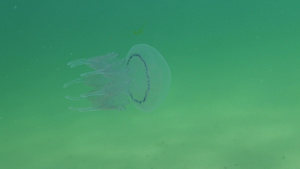 在黑海通常称为桶状水母25秒视频