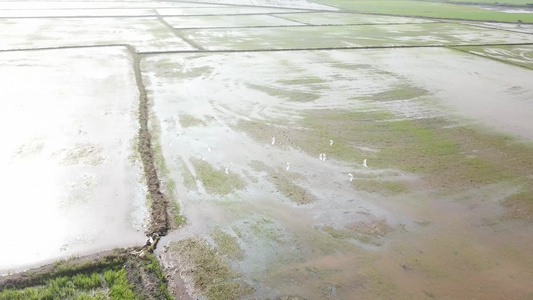 在马来西亚的稻田里白食鸟在水稻田中旋转视频