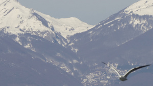 海鸥飞越奥赫里德湖上空背景是雪山8秒视频