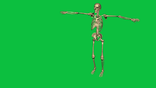 3D骨架练习空手道动画视频