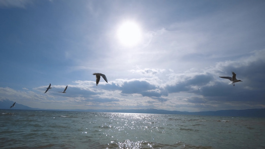 飞翔的海鸥视频