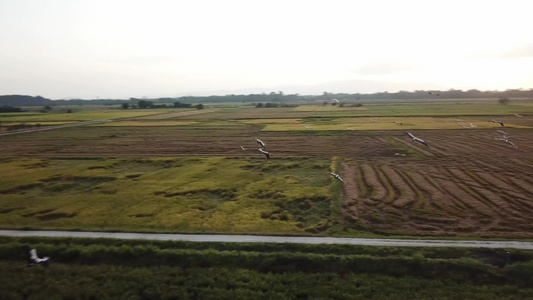 空中跟踪亚洲开票在稻田飞行视频