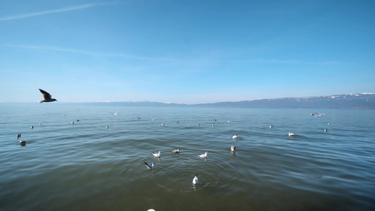 海鸥在湖水上飞翔视频