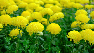 黄色的花园里盛开的自然植物11秒视频