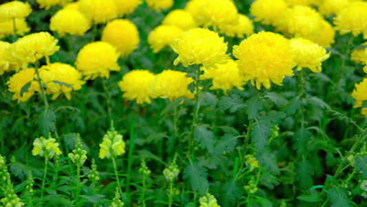 黄色的菊花花园里盛开的翠菊花植物区系自然背景视频