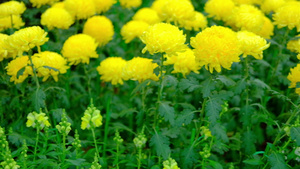 黄色的菊花花园里盛开的翠菊花植物区系自然背景9秒视频