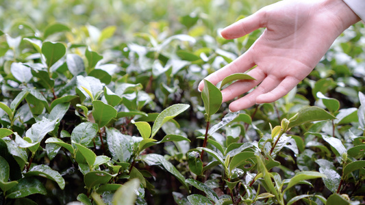 实拍茶树下雨天手抚摸茶叶嫩芽镜头视频