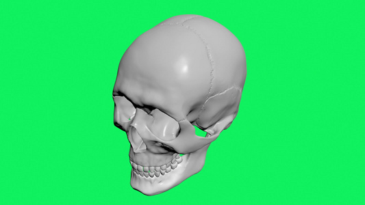 绿色屏幕上的人体头骨模型视频