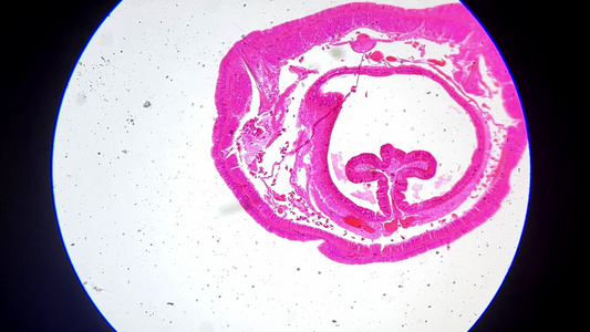 蚯蚓横切面显微镜观察视频
