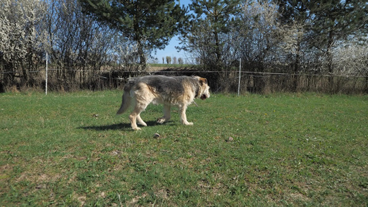 几乎瞎了的中度瘸腿狗在草地上漫步着毛皮视频