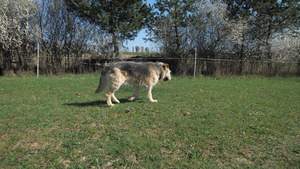 瘸腿狗在草地上漫步38秒视频