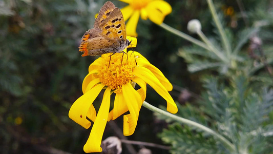 6号金灌木菊花上的旧小铜蝴蝶慢动作视频