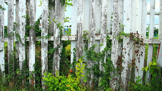 旧花园中的旧白木栅栏视频