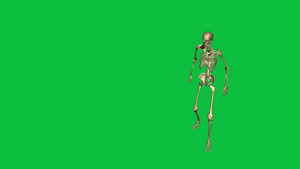 3D骨架15秒视频