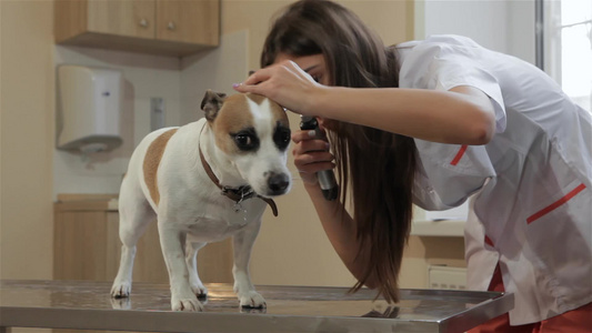 女兽医使用医疗工具检查狗的耳朵视频