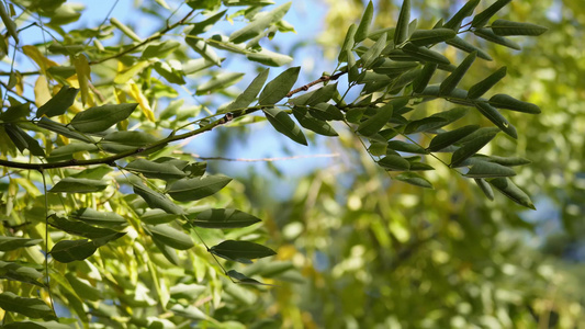 【镜头合集】微风吹动绿色叶子植物夏季风景视频