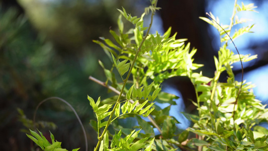 【镜头合集】微风吹动绿色叶子植物夏季风景视频