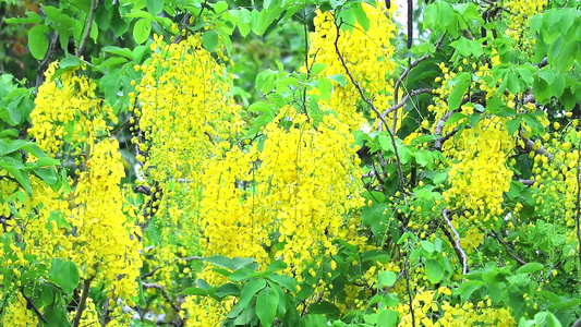 金雨树有黄花束春天在树上盛开春风飘动视频