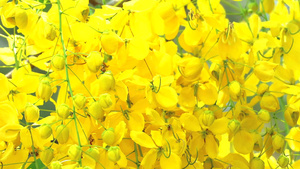 金色淋浴树上有黄花束花开在春风飘动的花园中的树上410秒视频