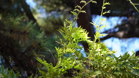 【镜头合集】微风吹动绿色叶子植物夏季风景视频