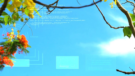 决明子瘘花盛开蓝枝叶框蓝天与数字分析AI背景视频