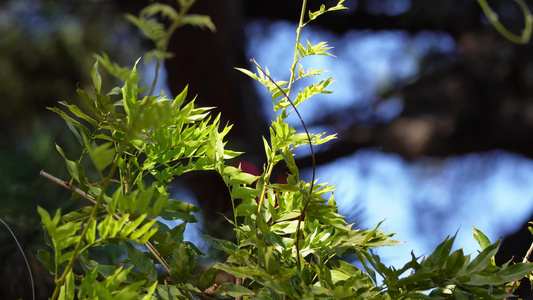 【镜头合集】微风吹动绿色叶子植物夏季风景视频