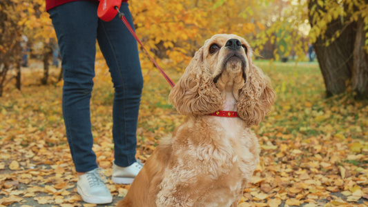 秋季公园里的肖像可卡犬关闭坐在秋天公园的狗枪口可爱视频