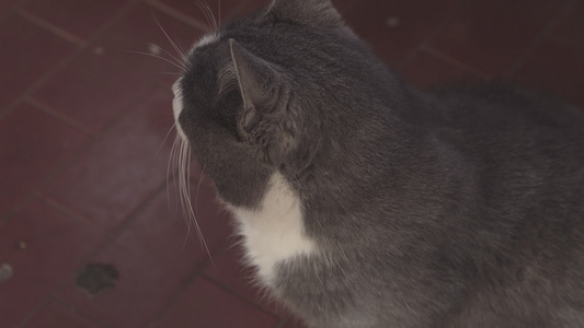 灰猫肖像视频