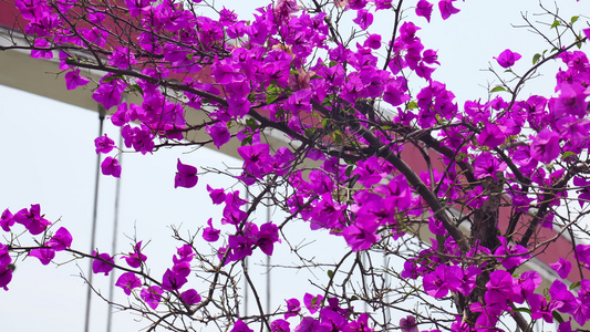 三角梅花朵空镜头视频