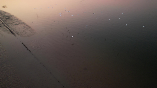黄昏时段飞翔的白鹭视频