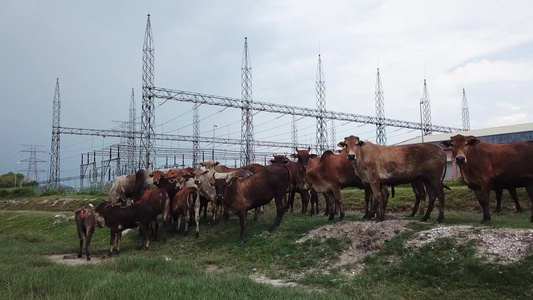 向田野中的牛群移动视频