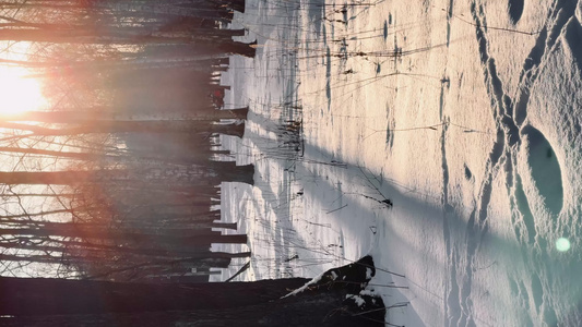 冬季公园高品质片段日落时黑色树干长阴影太阳反光等景象视频