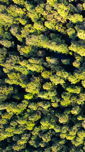 航拍南京池杉湖国家森林公园南京景区30秒视频