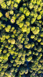 航拍南京池杉湖国家森林公园南京景区视频
