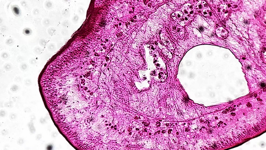 绦虫成体切片生物切片视频