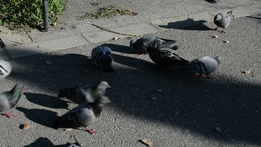 在公园小巷里喂养鸽子视频