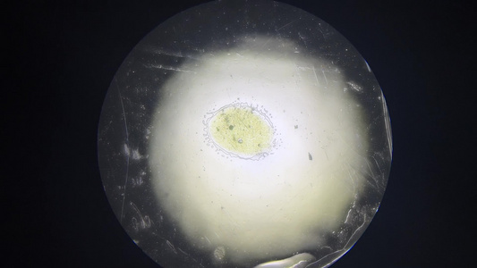 微观红薯细胞切片视频