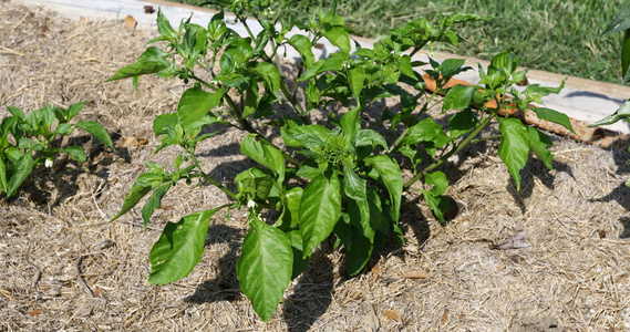 胡椒植物视频