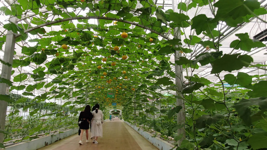 农业种植有机蔬菜实拍视频