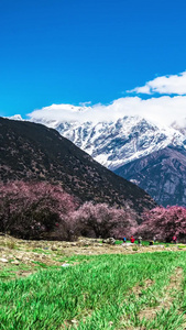 索松村桃花南迦巴瓦峰雪山延时桃花节视频