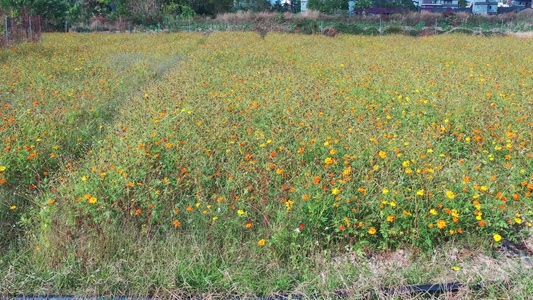 花海视频