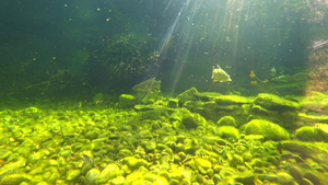 水下摄像头的视线鱼在缓慢游动49秒视频